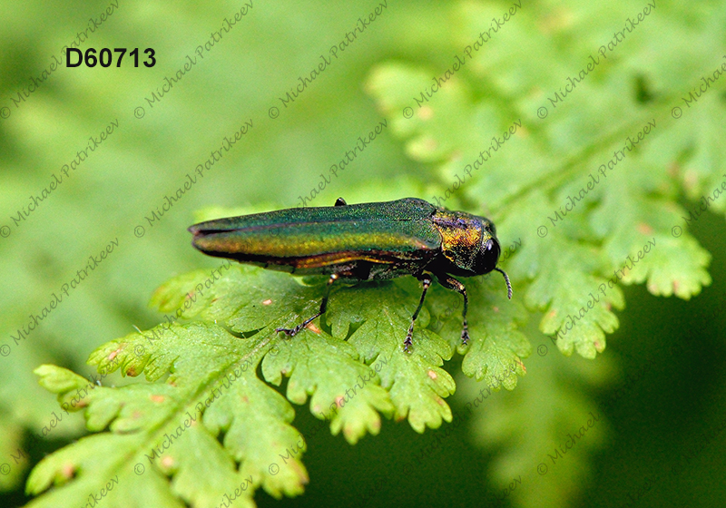 Emerald Ash Borer (Agrilus planipennis)